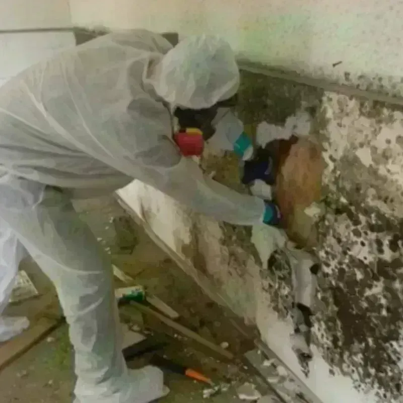 Best Mold Remediation and Removal Service in Danvers, MA